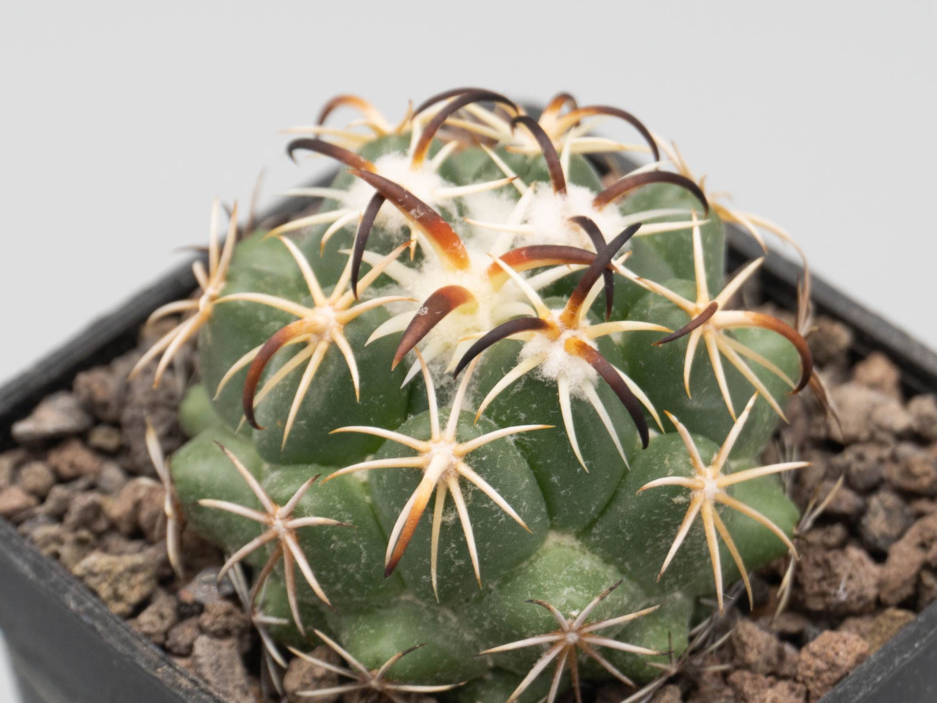 Coryphantha tripugionacantha