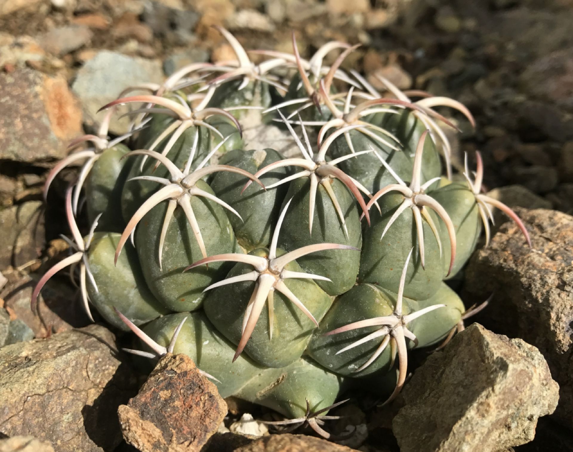 Coryphantha tripugionacantha