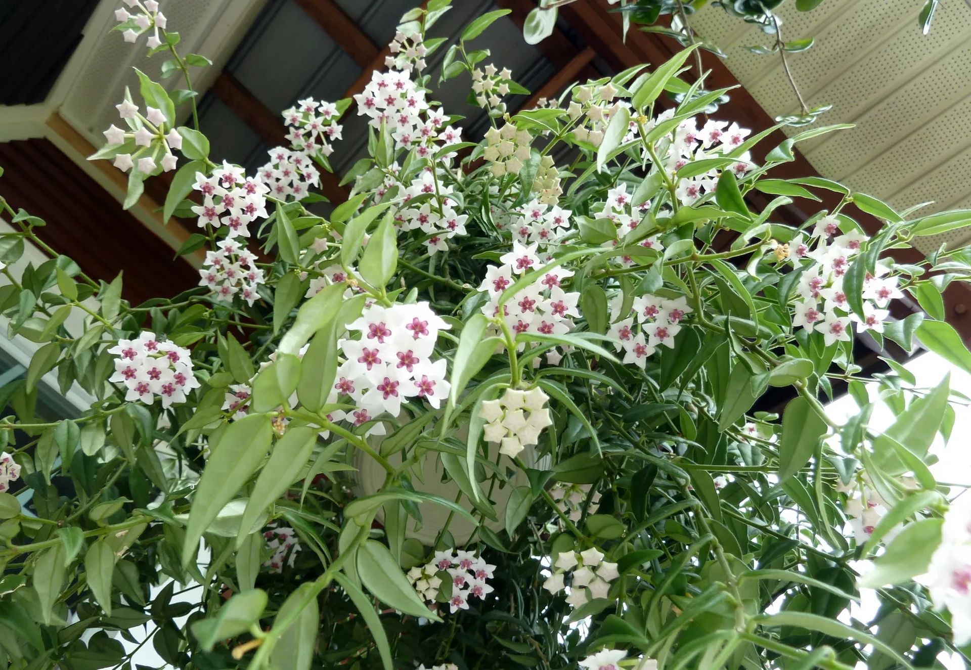 Hoya bella