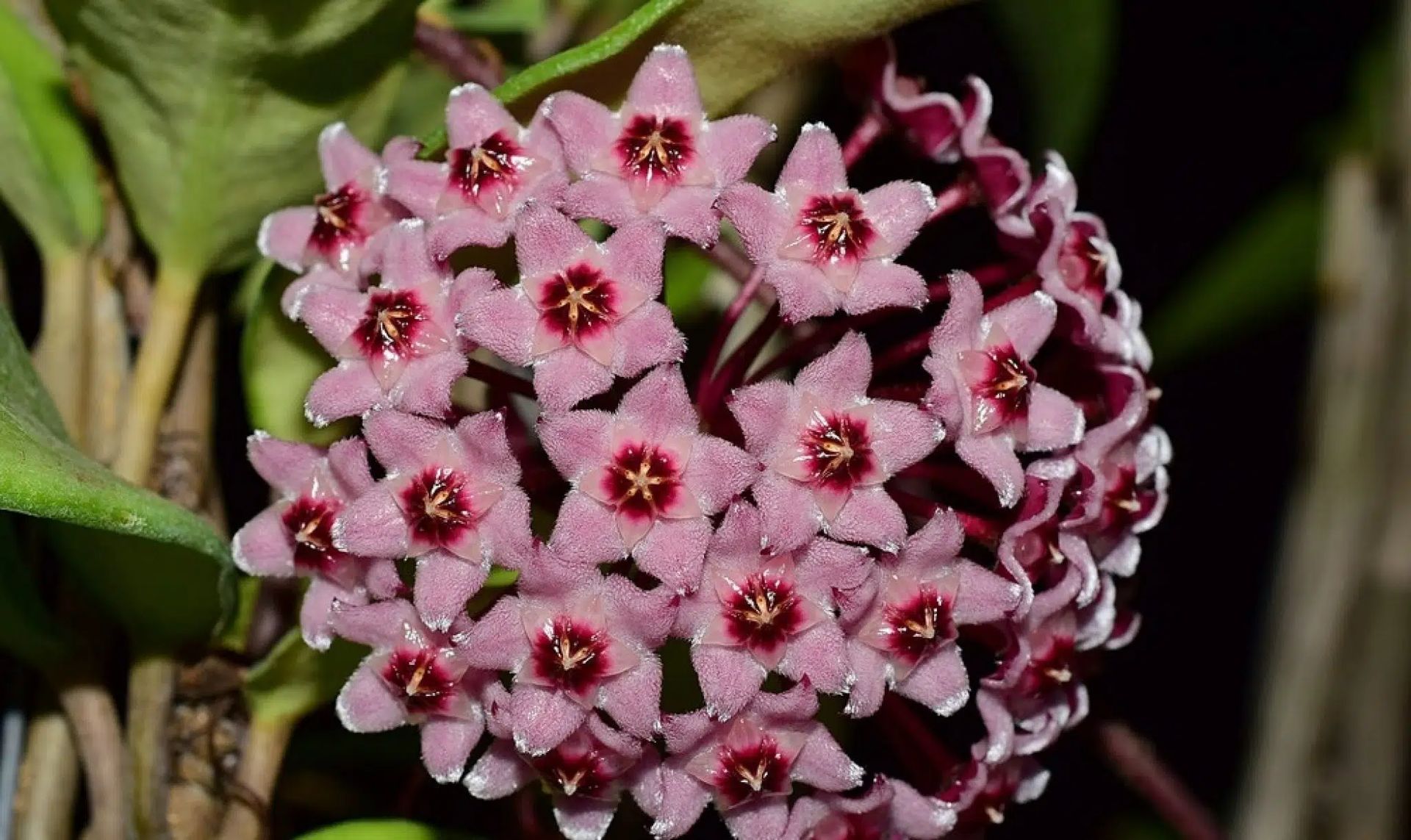 Hoya carnosa