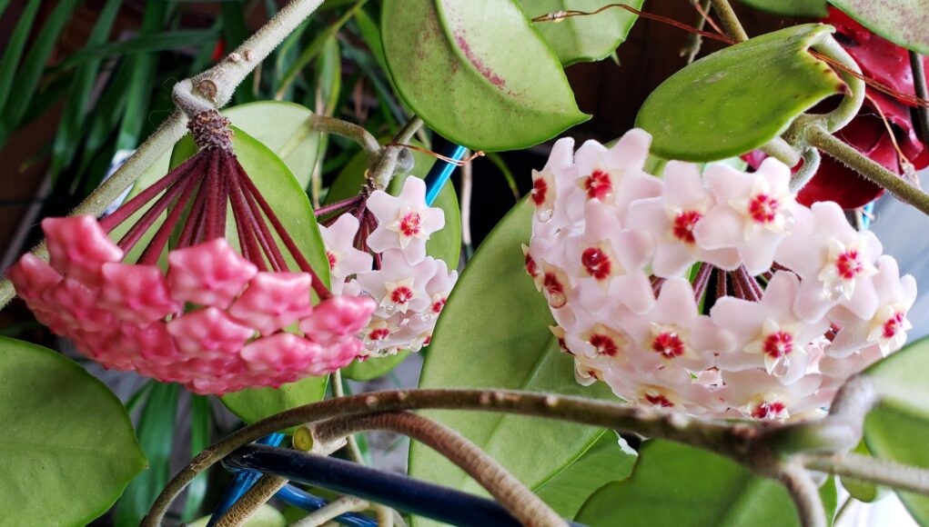 Hoya carnosa