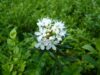 Багульник болотный (Rhododendron tomentosum) багульник болотный