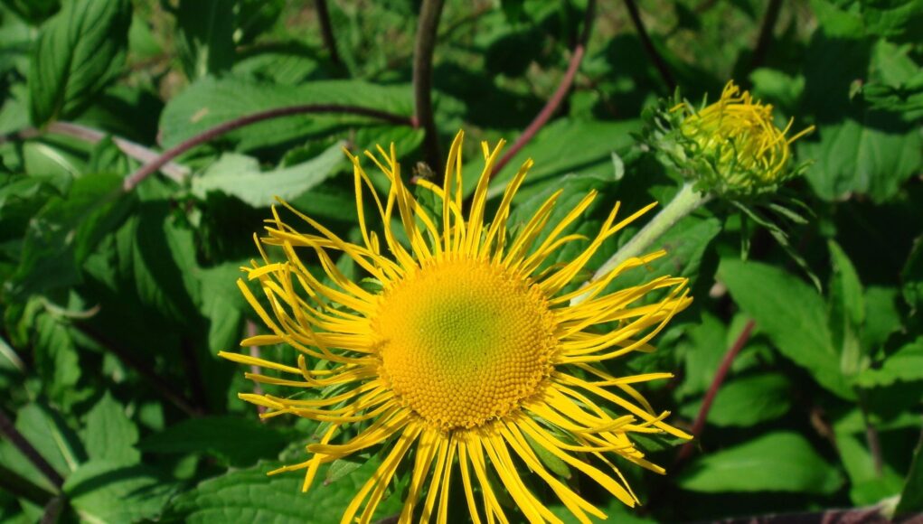 Inula