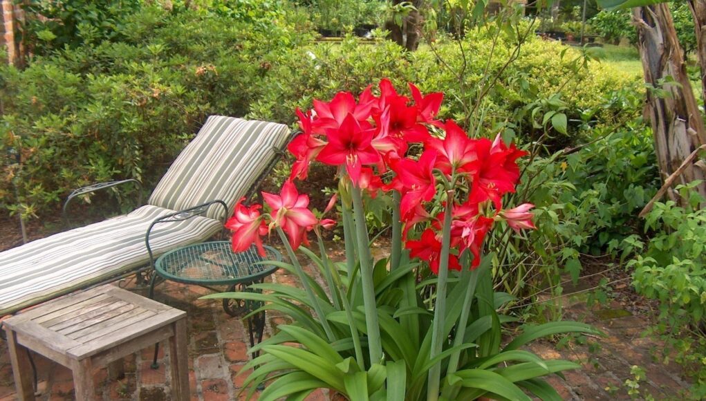 Amaryllis Hippeastrum