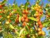 Зизифус настоящий (Ziziphus jujuba) Зизифус настоящий