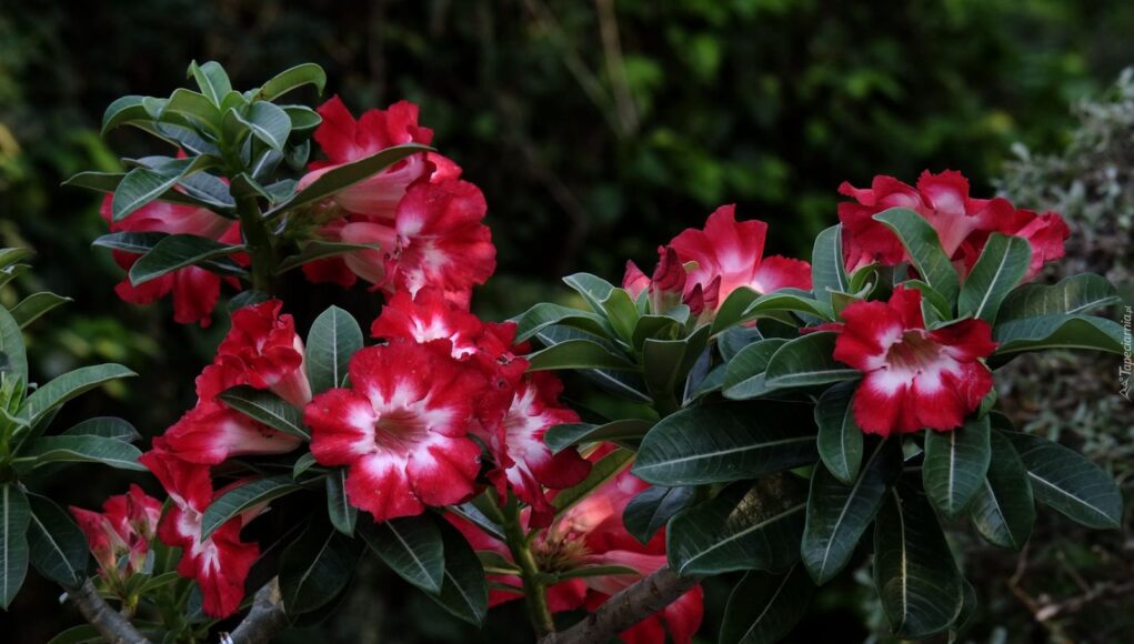 Adenium арабский