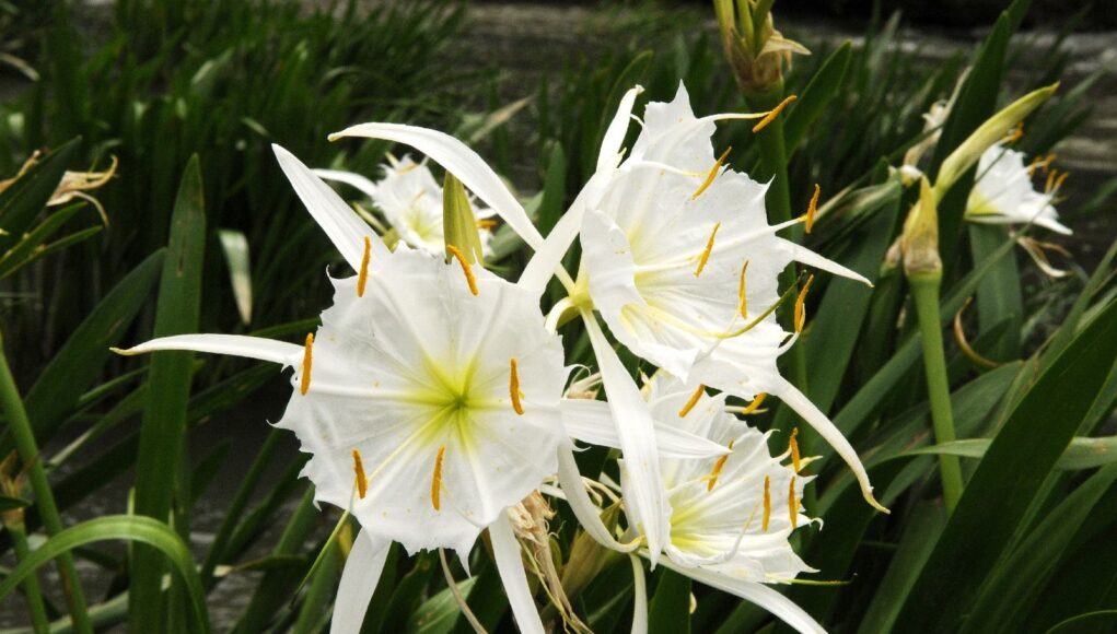 Hymenocallis coronaria