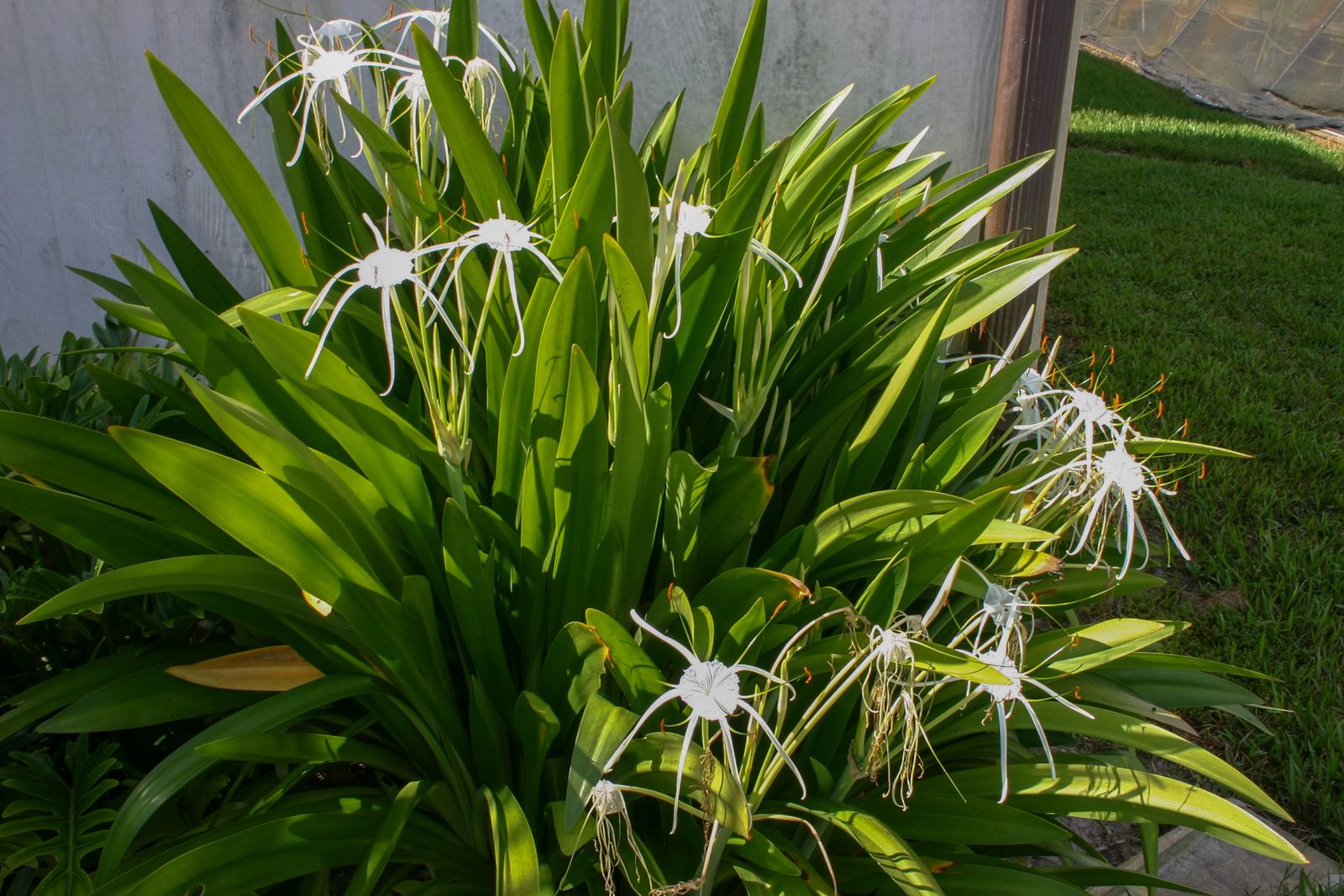 Hymenocallis latifolia