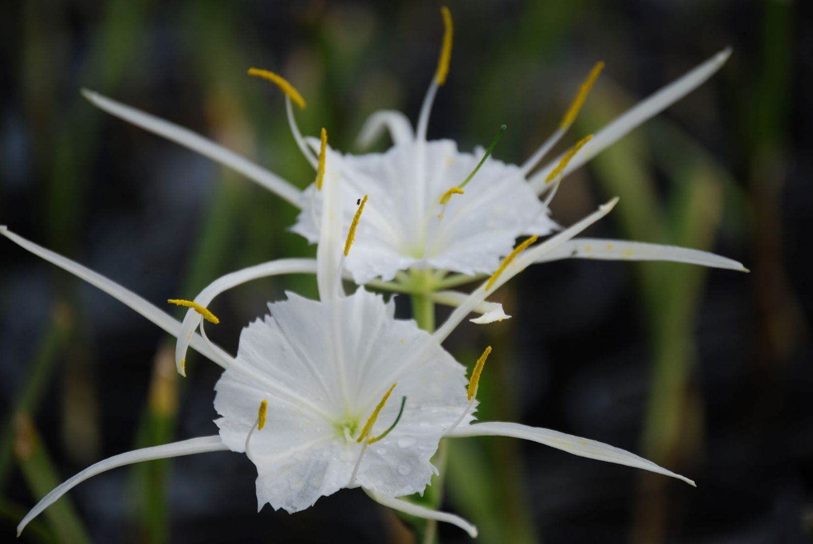 Hymenocallis liriosme