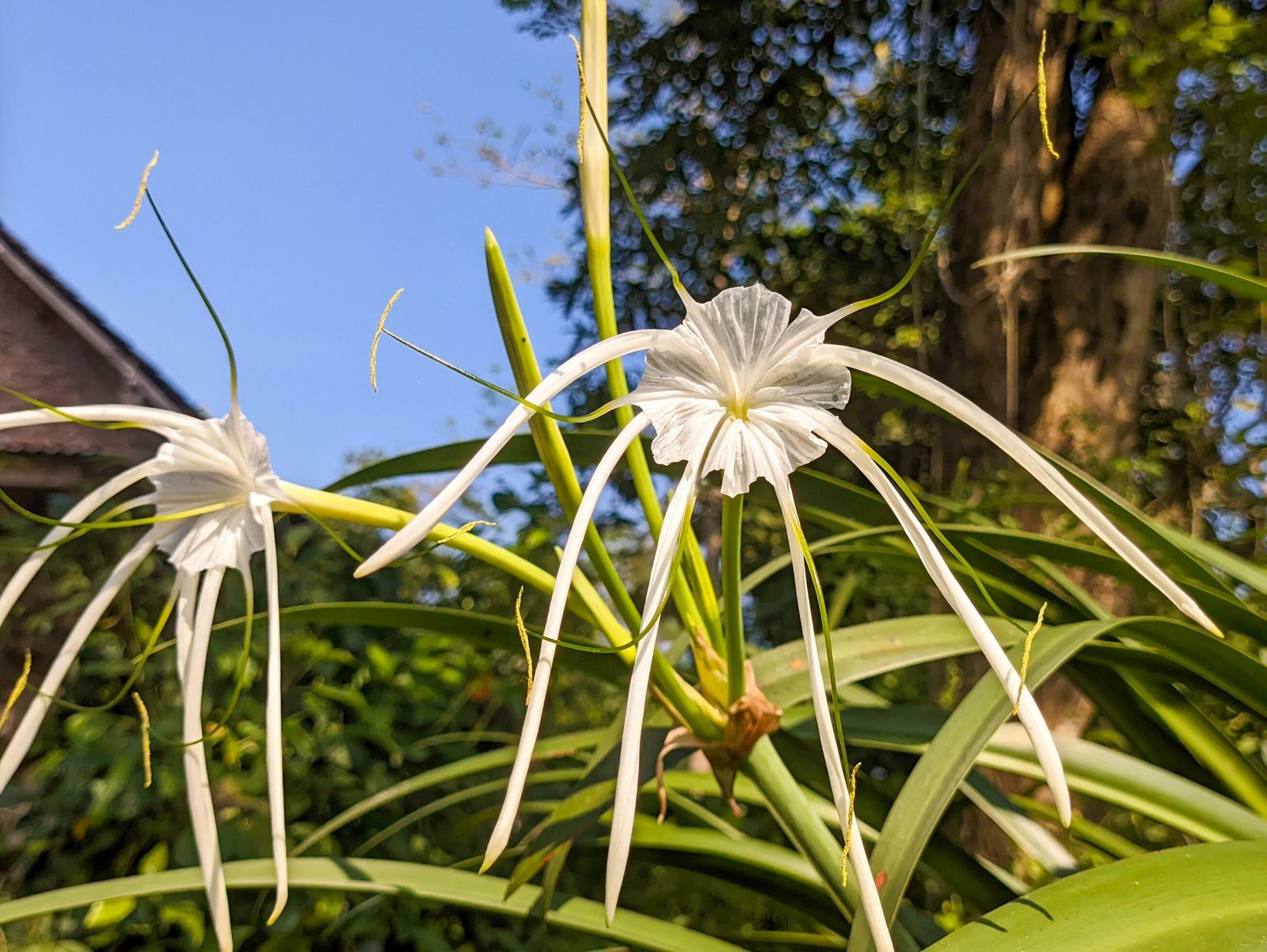 Hymenocallis littoralis