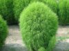 Кохия (Kochia) Кохия