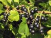 Чёрная смородина. Уход и выращивание чёрная смородина