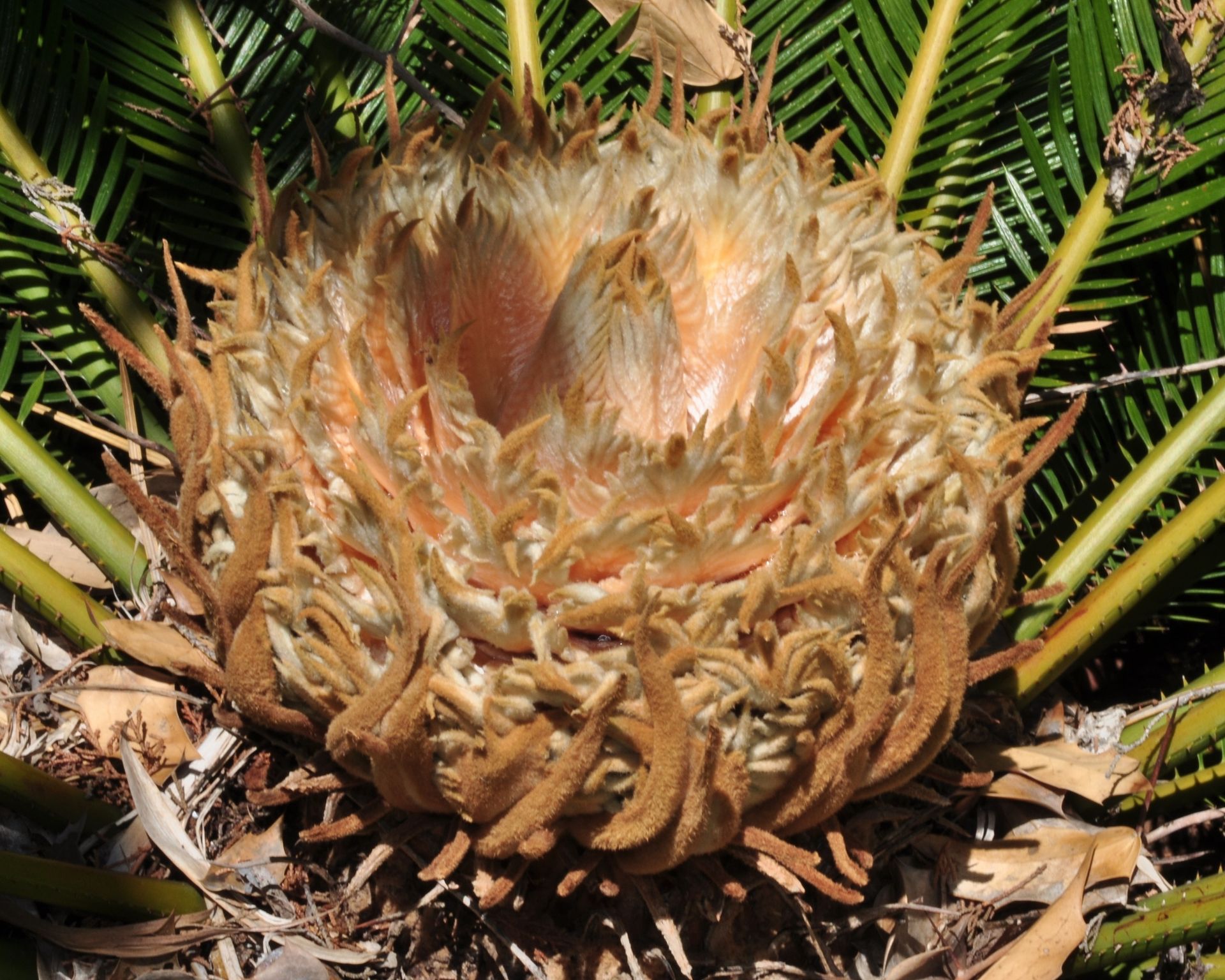 Cycas revoluta