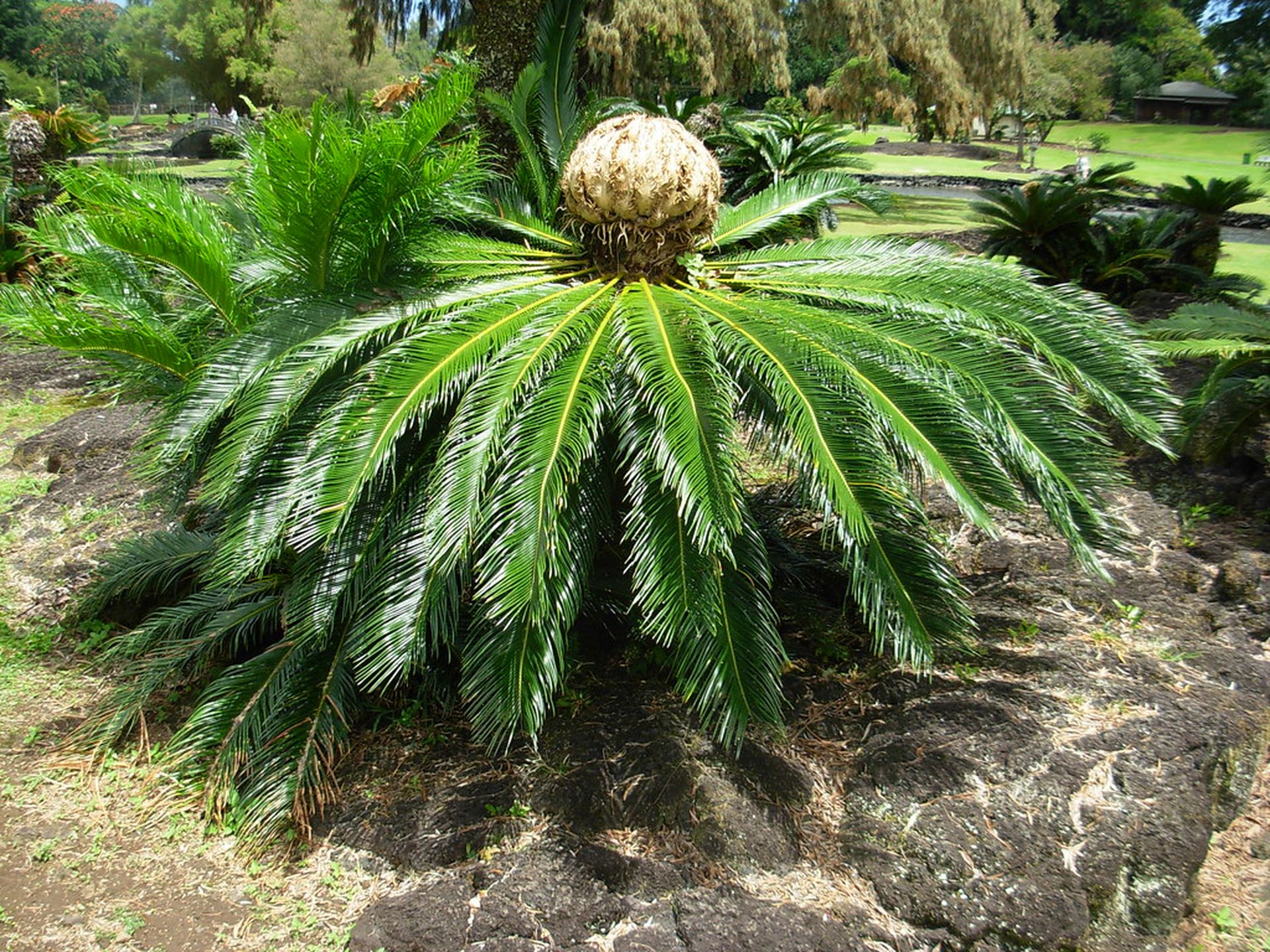 Cycas Revoluta