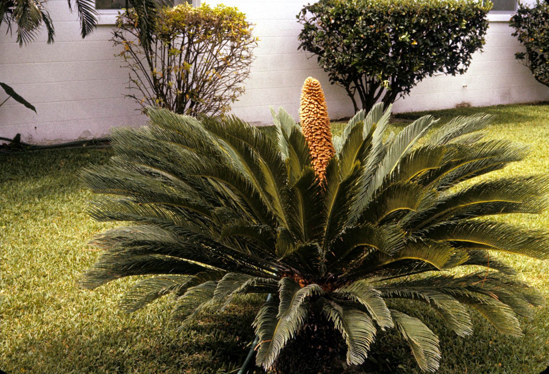 Cycas revoluta