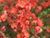 Айва японская (Chaenomeles japonica) Айва японская