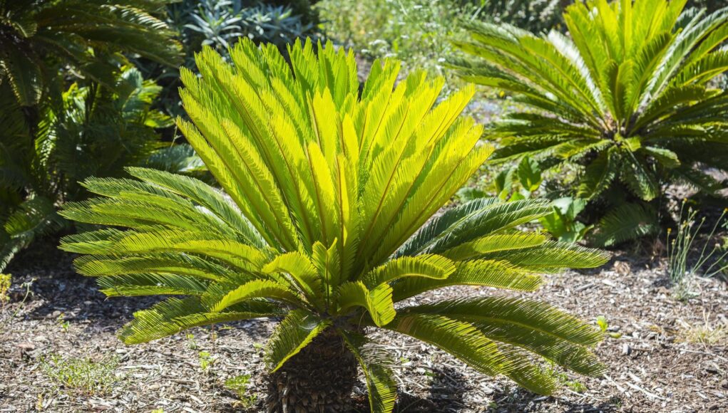 cycas