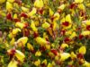 Ракитник (лат. Cytisus) Ракитник